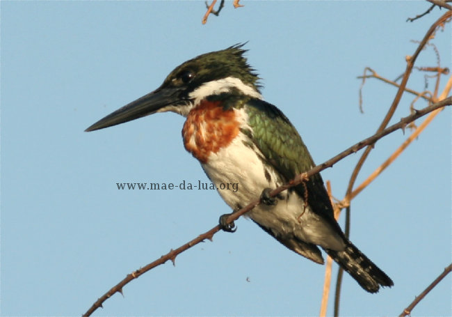 Martim-pescador-pequeno (Chloroceryle americana)