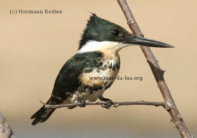 Martim-pescador-pequeno (Chloroceryle americana)