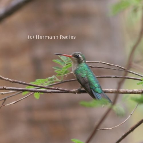 Besourinho-de-bico-vermelho (Chlorostilbon lucidus)