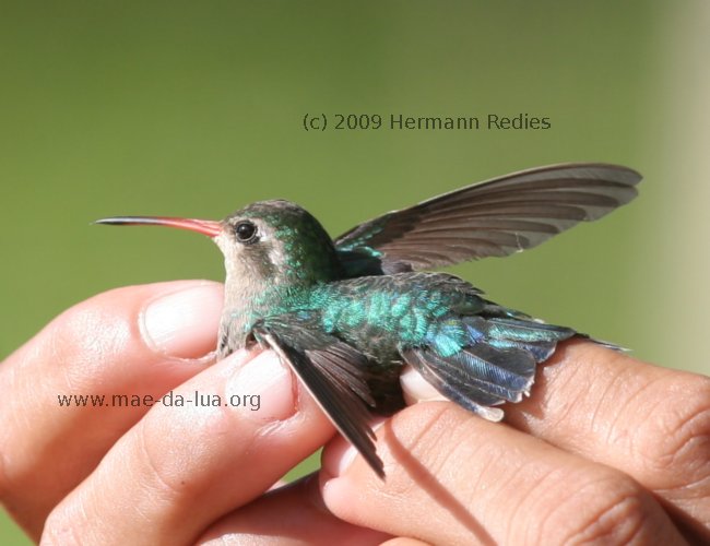 Besourinho-de-bico-vermelho (Chlorostilbon lucidus)