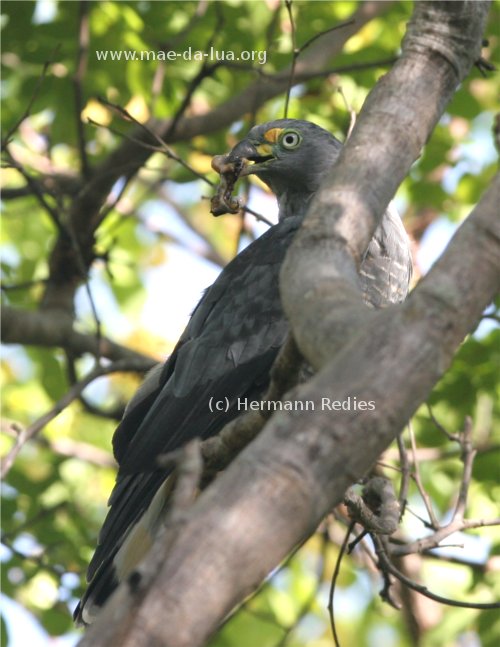 Caracoleiro (Chondrohierax uncinatus)