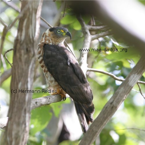 Caracoleiro (Chondrohierax uncinatus)
