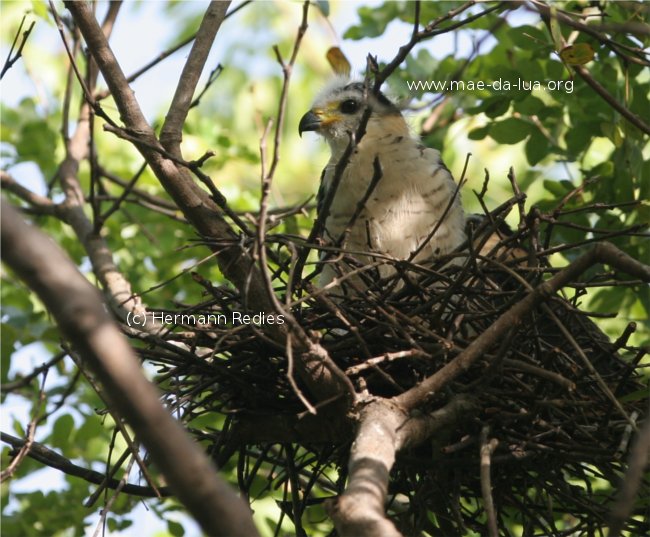 Caracoleiro (Chondrohierax uncinatus)
