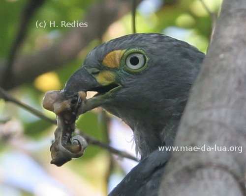 Caracoleiro (Chondrohierax uncinatus)