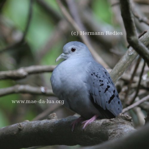 Rolinha-azul (Claravis pretiosa)
