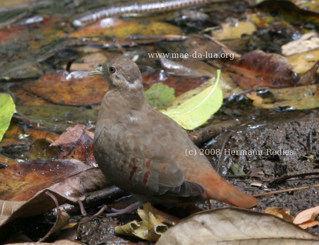 Rolinha-azul (Claravis pretiosa)