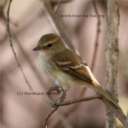 Guaracavuçu (Cnemotriccus fuscatus)