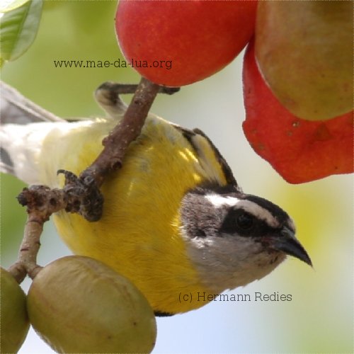 Cambacica (Coereba flaveola)