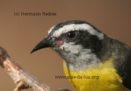 Cambacica (Coereba flaveola)
