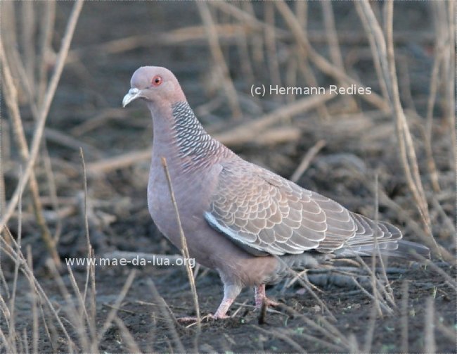 Pomba-asa-branca (Patagioenas picazuro)