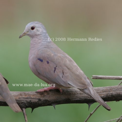Rolinha-de-asa-canela (Columbina minuta)