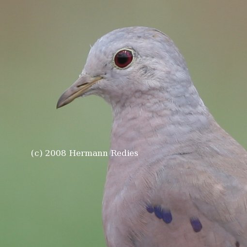 Rolinha-de-asa-canela (Columbina minuta)