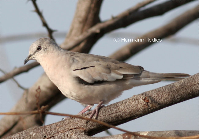 Rolinha-branca (Columbina picui)