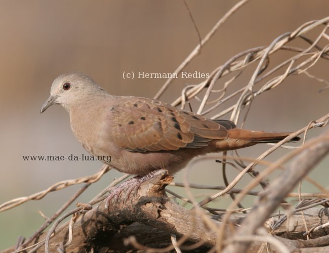 Rolinha-caldo-de-feijão (Columbina talpacoti)