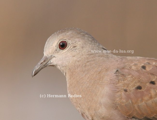 Rolinha-caldo-de-feijão (Columbina talpacoti)