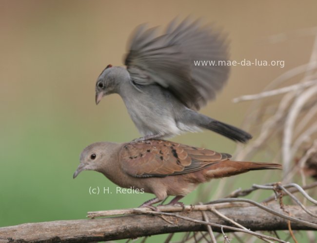 Rolinha-caldo-de-feijão (Columbina talpacoti)