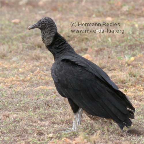 Urubu-comum; Urubu-de-cabeça-preta (Coragyps atratus)