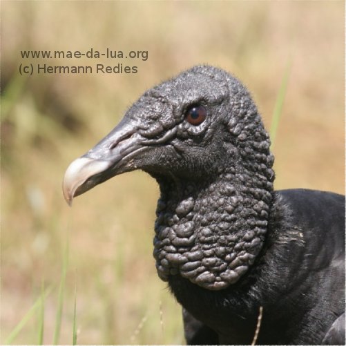 Urubu-comum; Urubu-de-cabeça-preta (Coragyps atratus)