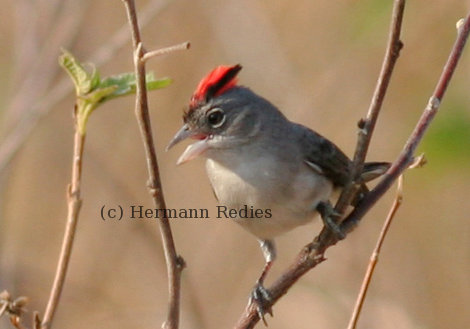 Abre-e-fecha (Coryphospingus pileatus)
