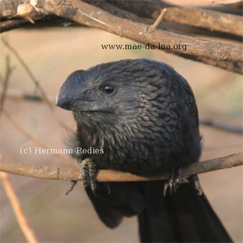  Anu-preto  (Crotophaga ani)