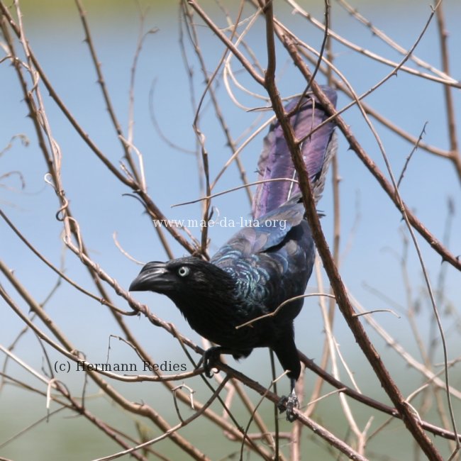 Anu-coroca (Crotophaga major)