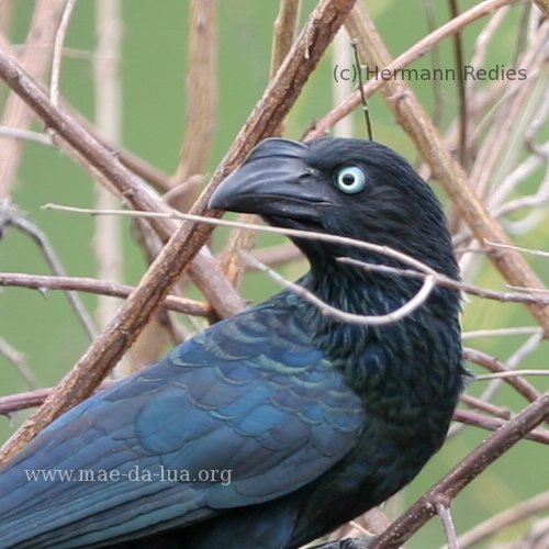 Anu-coroca (Crotophaga major)