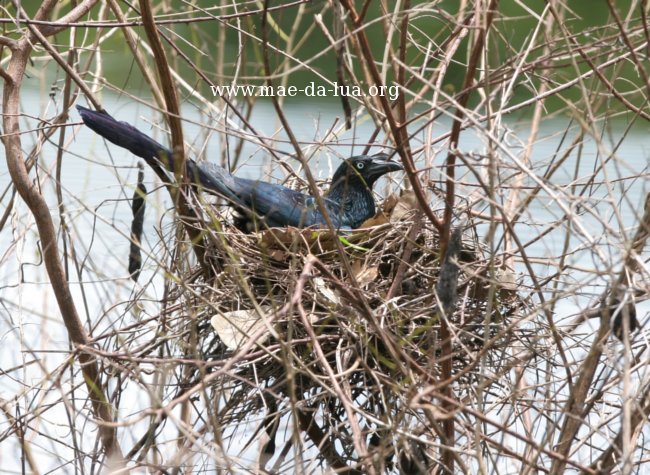 Anu-coroca (Crotophaga major)