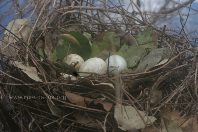 Anu-coroca (Crotophaga major)