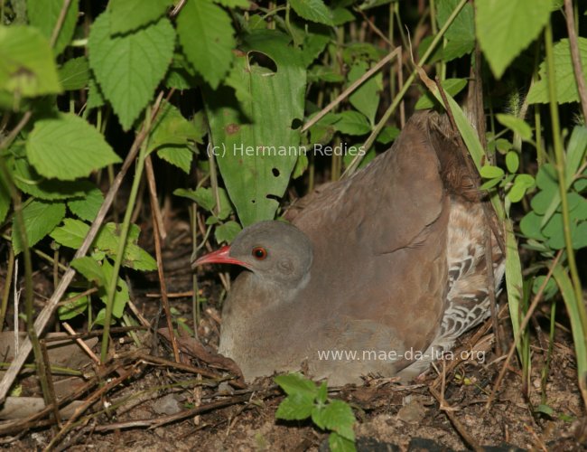 Inhambu-chororó (Crypturellus parvirostris)