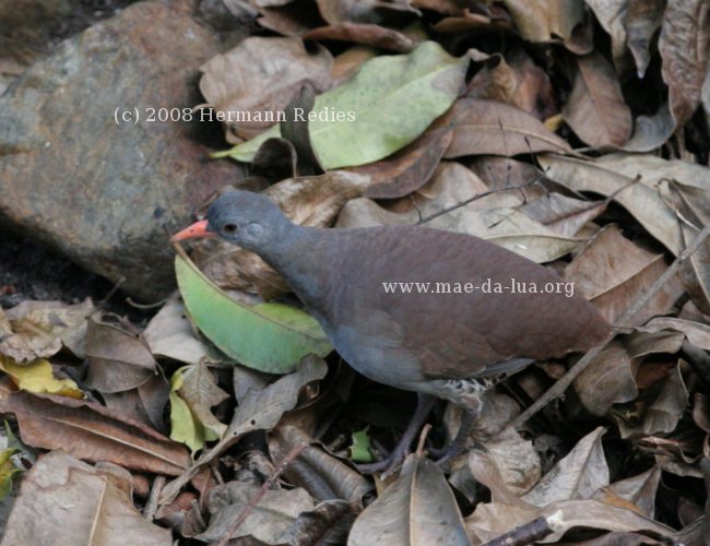 Inhambu-chintã (Crypturellus tataupa)