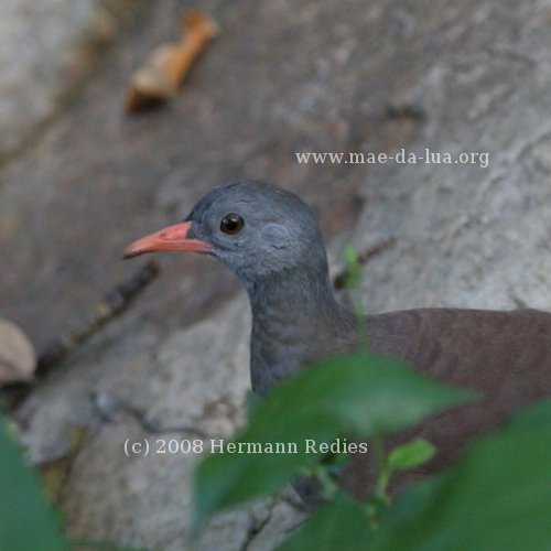 Inhambu-chintã (Crypturellus tataupa)