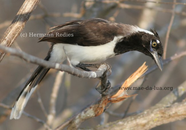 Cancã (Cyanocorax cyanopogon)