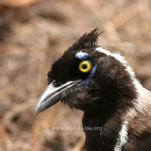 Cancã (Cyanocorax cyanopogon)
