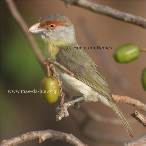 Pitiguari (Cyclarhis gujanensis)