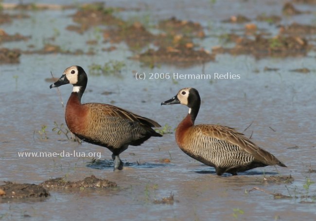 Irerê (Dendrocygna viduata)