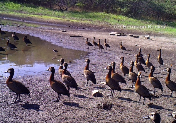 Irerê (Dendrocygna viduata)