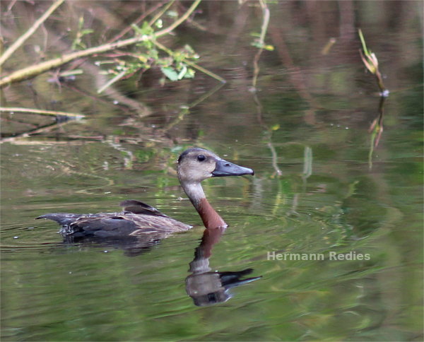 Irerê (Dendrocygna viduata)
