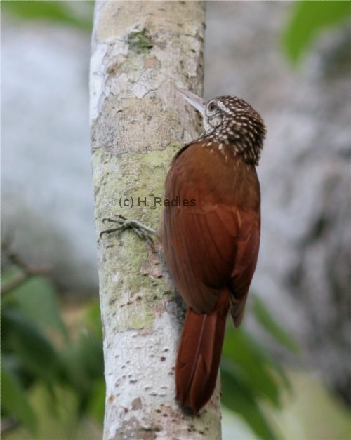  Arapaçu-de-bico-branco  (Dendroplex picus)