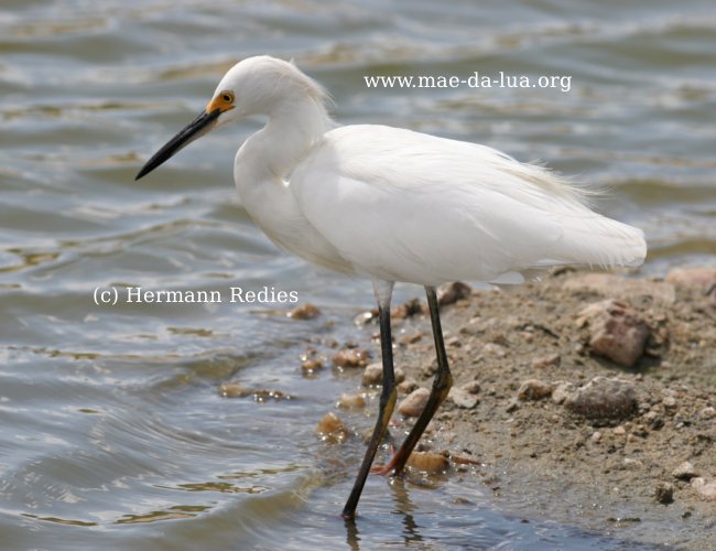  Garça-branca-pequena  (Egretta thula)