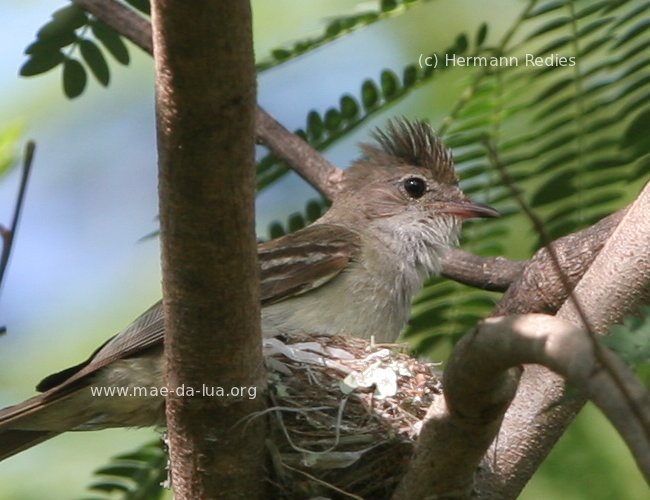 Guaracava-grande (Elaenia spectabilis)