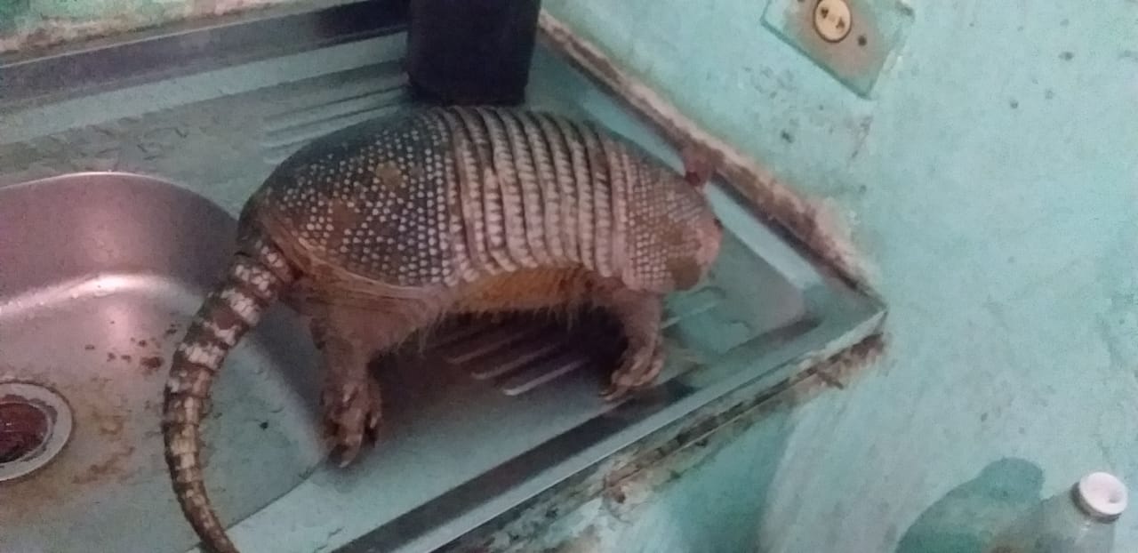 Tatu na pia