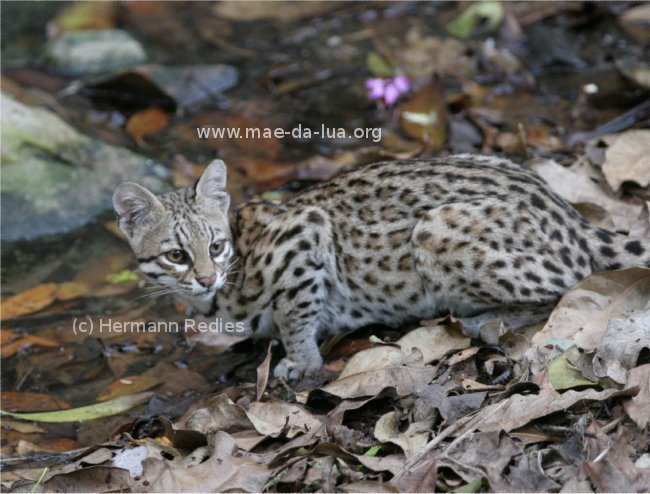 Gato-maracajá