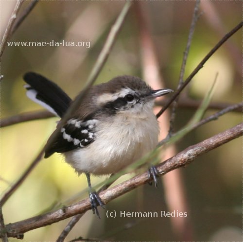 Formigueiro-de-barriga-preta (Formicivora melanogaster)