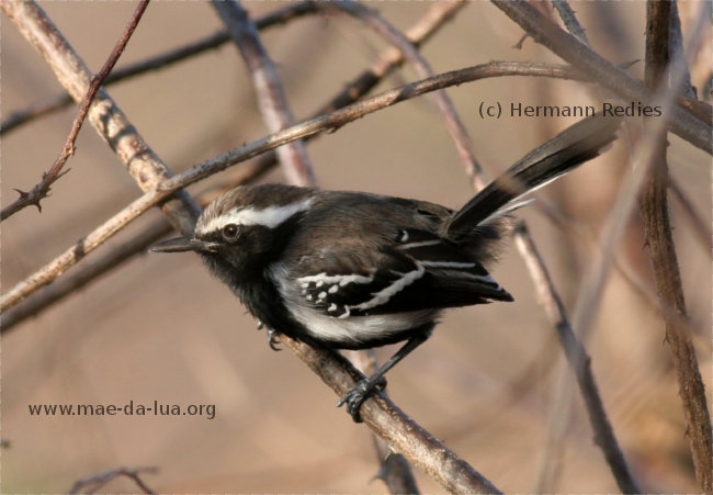 Formigueiro-de-barriga-preta (Formicivora melanogaster)
