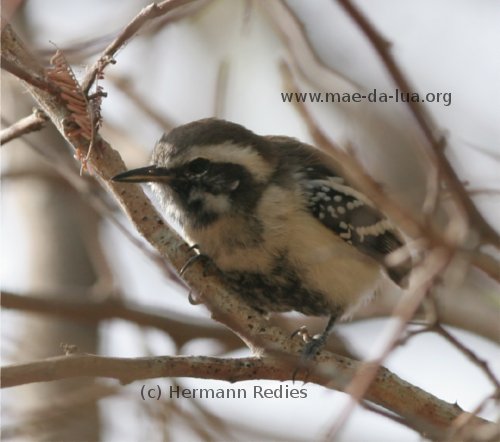 Formigueiro-de-barriga-preta (Formicivora melanogaster)
