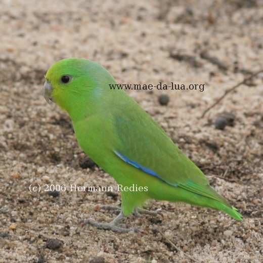 Tuim (Forpus xanthopterygius)