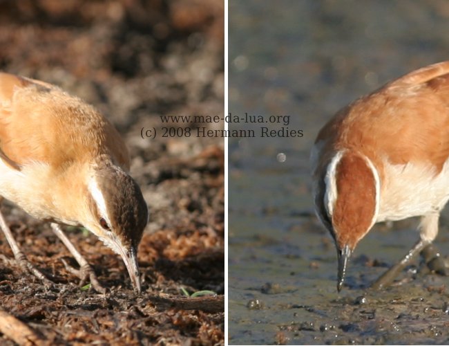 Casaca-de-couro-de-lama (Furnarius leucopus)