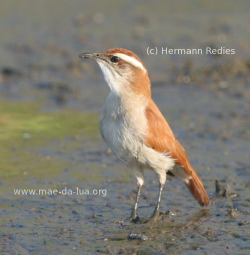 Casaca-de-couro-da-lama (Furnarius figulus)
