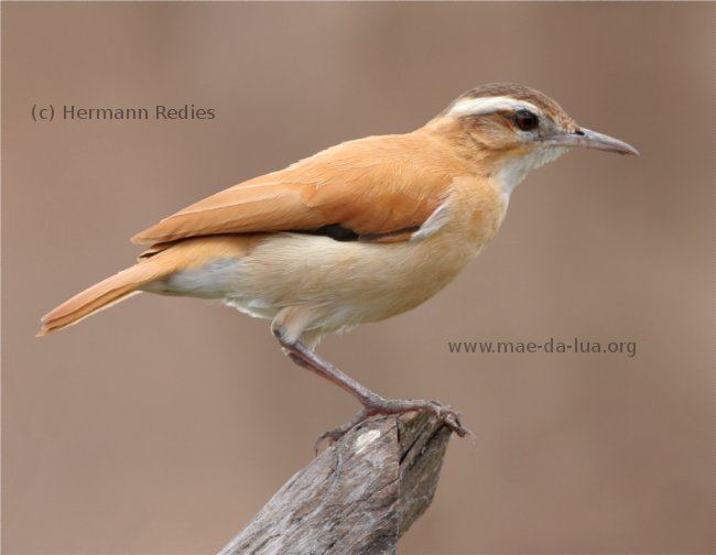 Casaca-de-couro-amarelo (Furnarius leucopus)