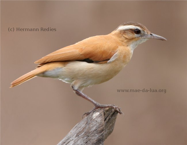  Casaca-de-couro-amarelo  (Furnarius leucopus)